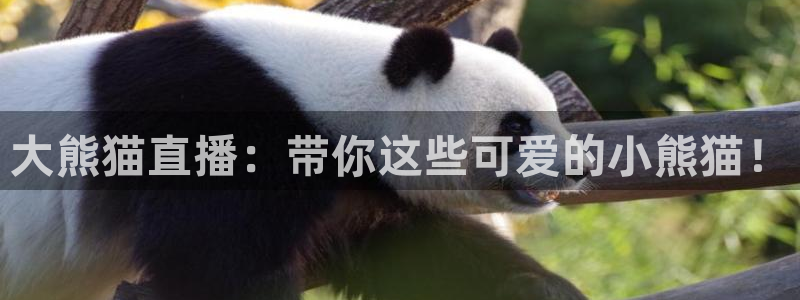 熊猫直播下载免费安装：大熊猫直播：带你这些可爱的小熊猫！